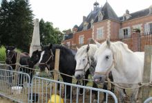 Les chevaux Percherons de Serge Latouche ont animé la place du Château.