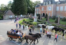 Une dizaine de chevaux Percherons était exposée sur la place.