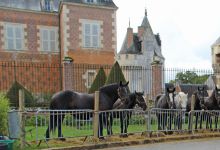 Sur la place, les chevaux Percherons accueillaient les visiteurs.