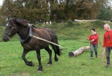 Démonstration de débardage avec un cheval percheron